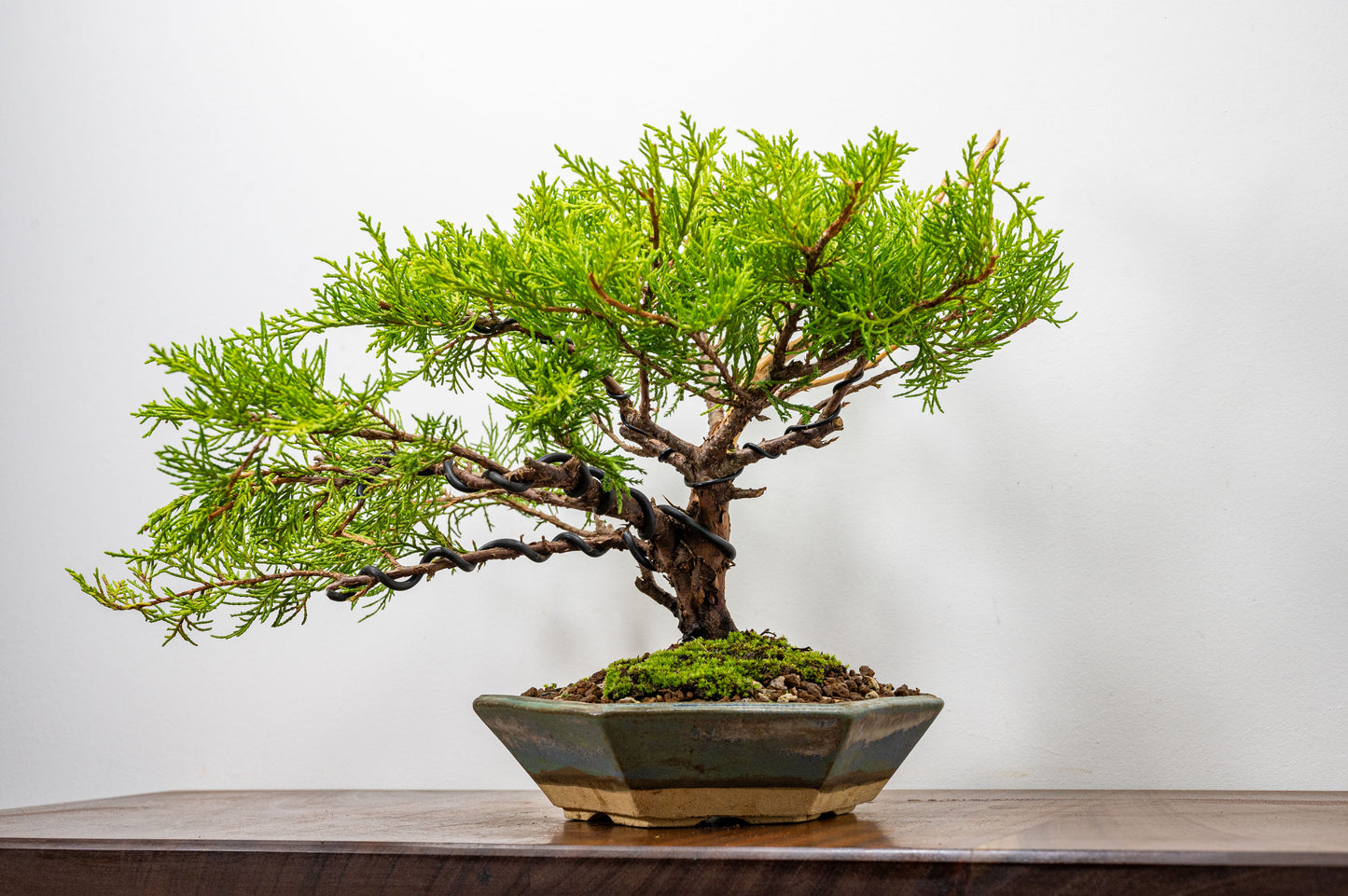 Juniper Bonsai