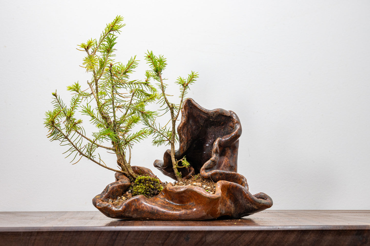 Spruce Bonsai in  Ember Brown Ceramic Abstract Vessel