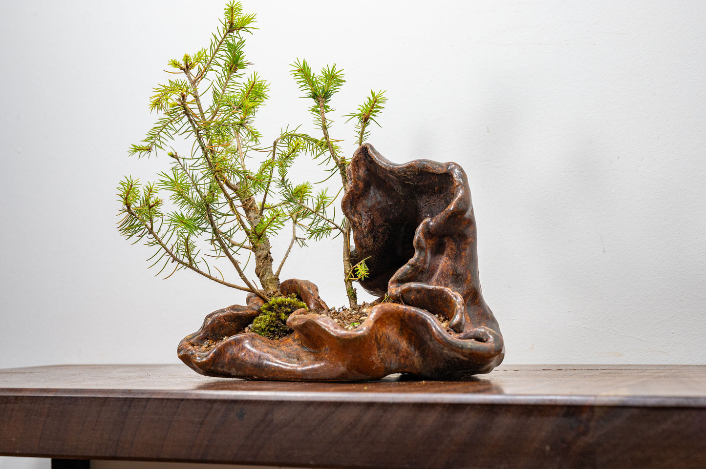 Spruce Bonsai in  Ember Brown Ceramic Abstract Vessel