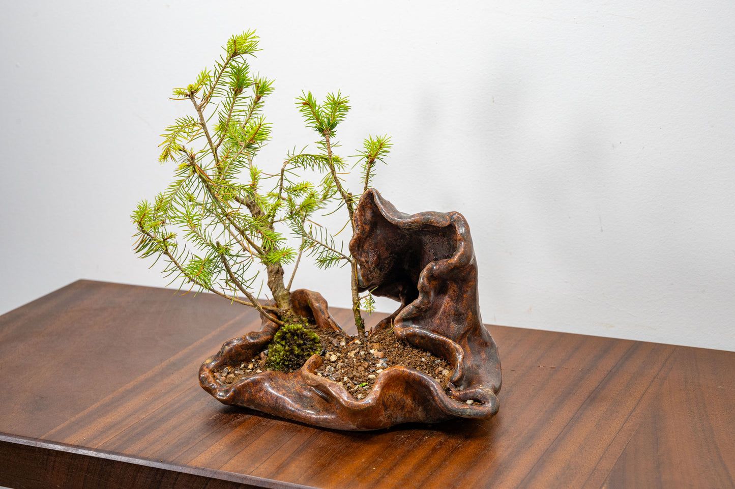 Spruce Bonsai in  Ember Brown Ceramic Abstract Vessel