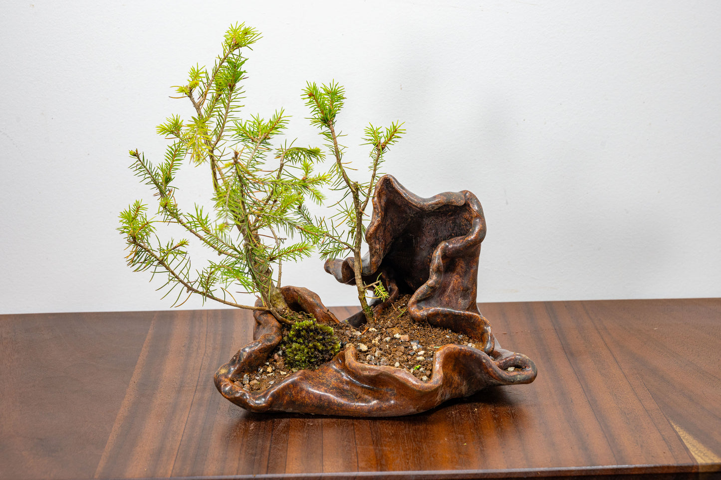 Spruce Bonsai in  Ember Brown Ceramic Abstract Vessel