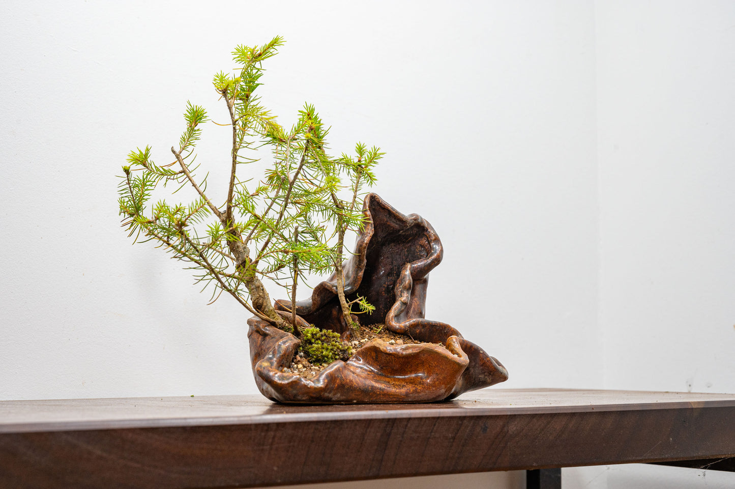 Spruce Bonsai in  Ember Brown Ceramic Abstract Vessel