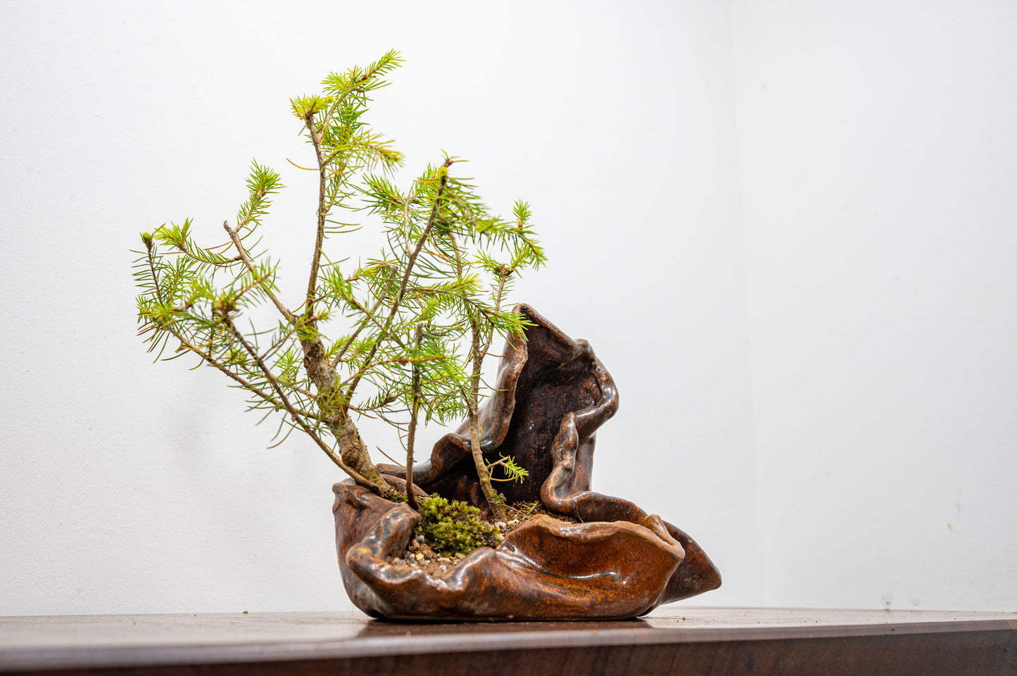 Spruce Bonsai in  Ember Brown Ceramic Abstract Vessel