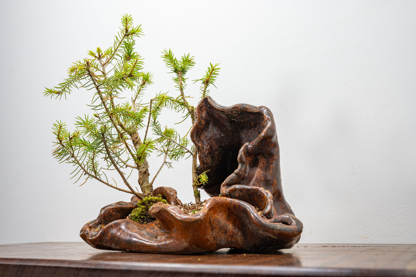 Spruce Bonsai in  Ember Brown Ceramic Abstract Vessel