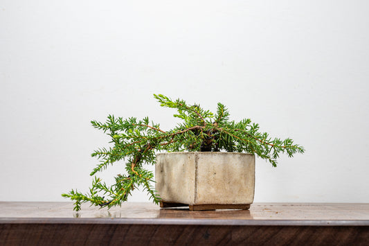 Juniper -Juniperus - Bonsai Starter - Rustic Cube Pot