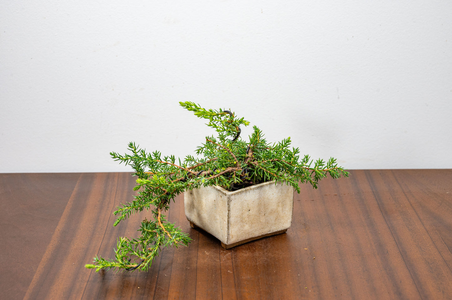 Juniper -Juniperus - Bonsai Starter - Rustic Cube Pot