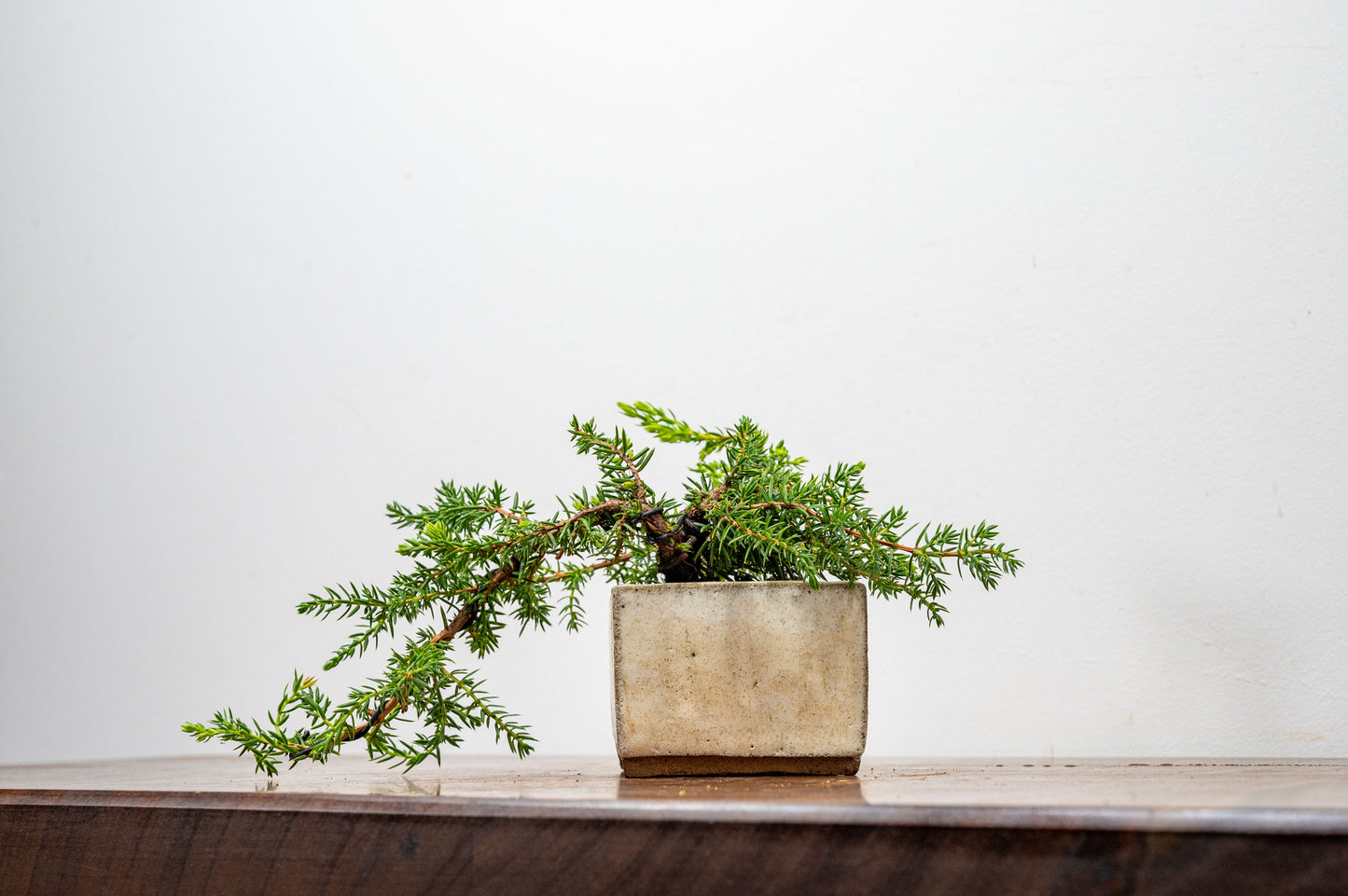 Juniper -Juniperus - Bonsai Starter - Rustic Cube Pot