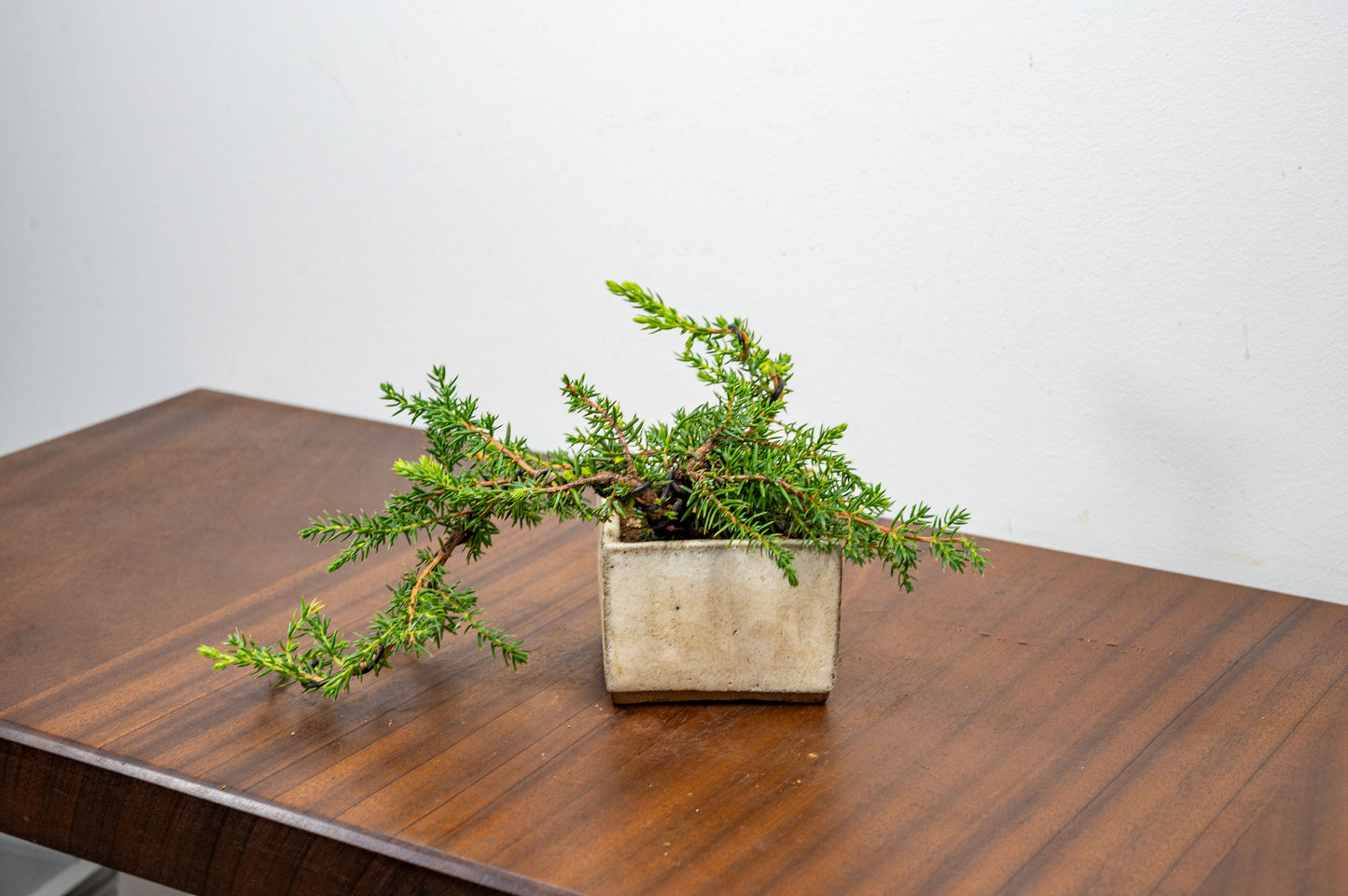 Juniper -Juniperus - Bonsai Starter - Rustic Cube Pot