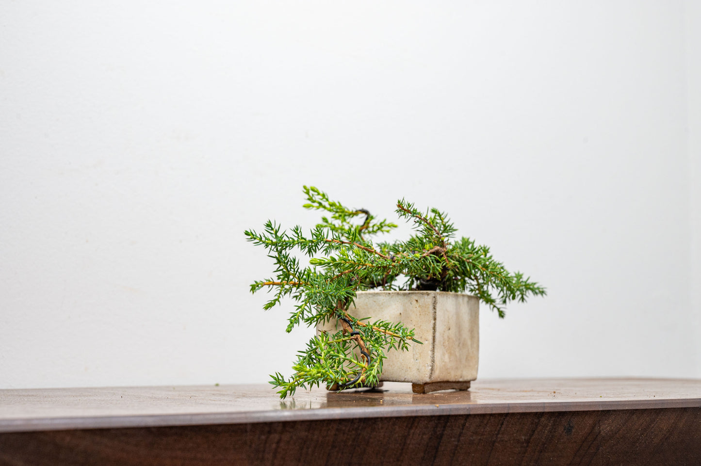 Juniper -Juniperus - Bonsai Starter - Rustic Cube Pot