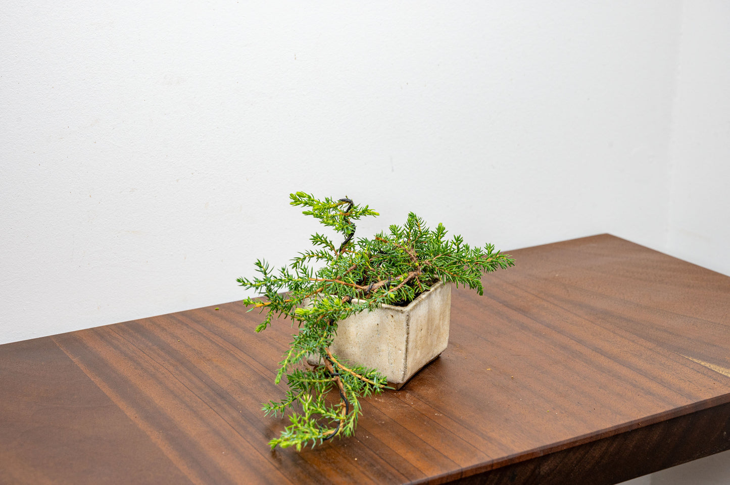 Juniper -Juniperus - Bonsai Starter - Rustic Cube Pot