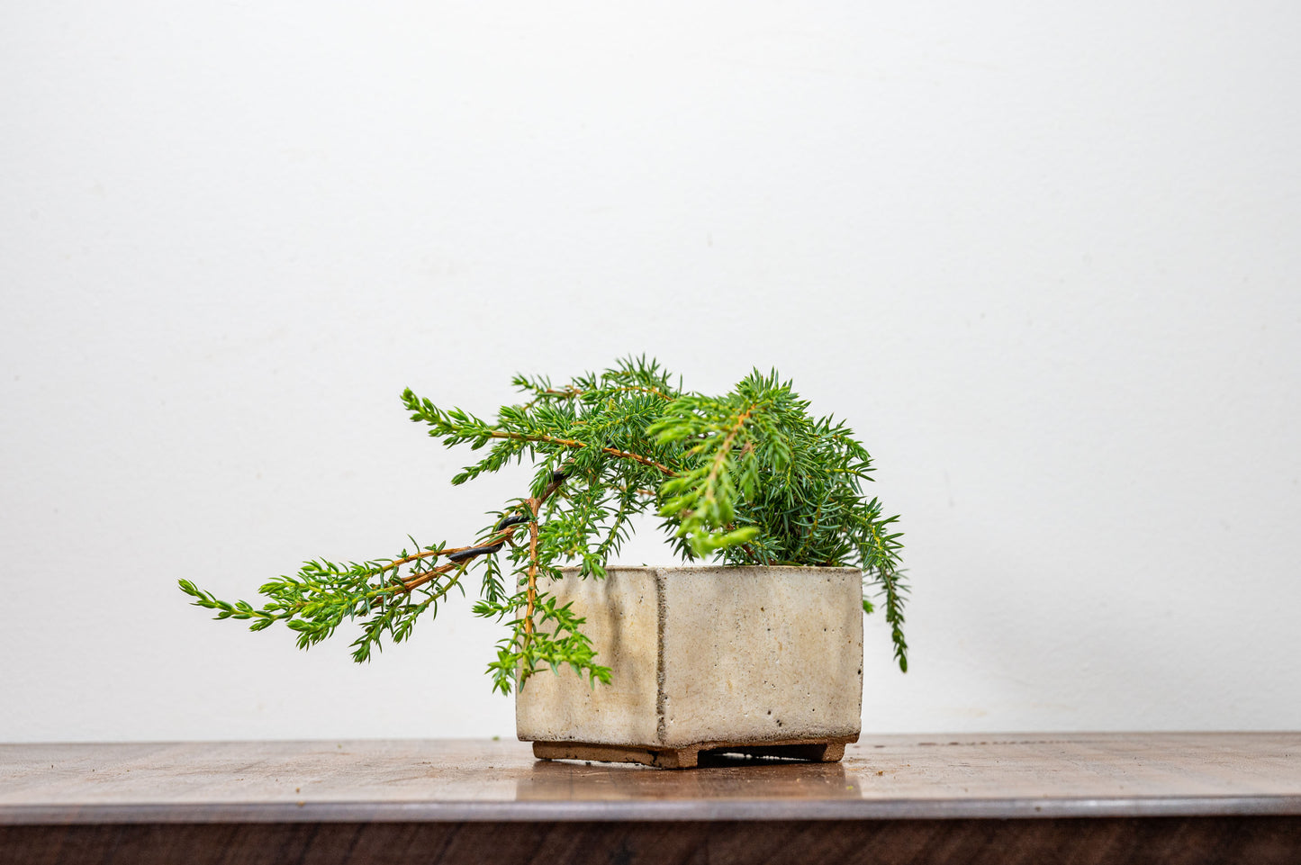 Juniper -Juniperus - Bonsai Starter - Rustic Cube Pot