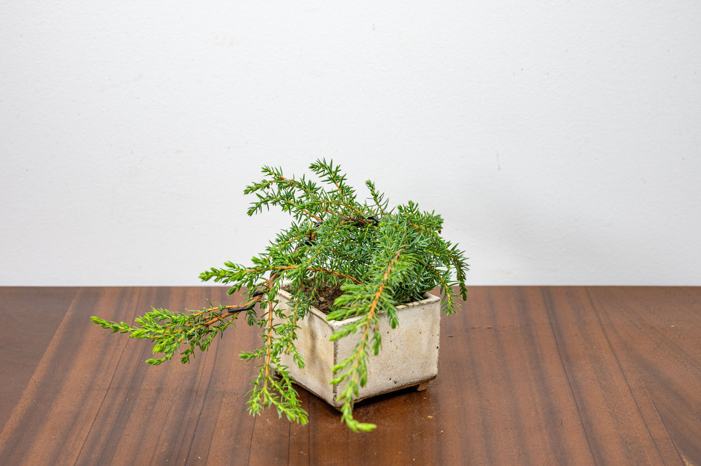 Juniper -Juniperus - Bonsai Starter - Rustic Cube Pot