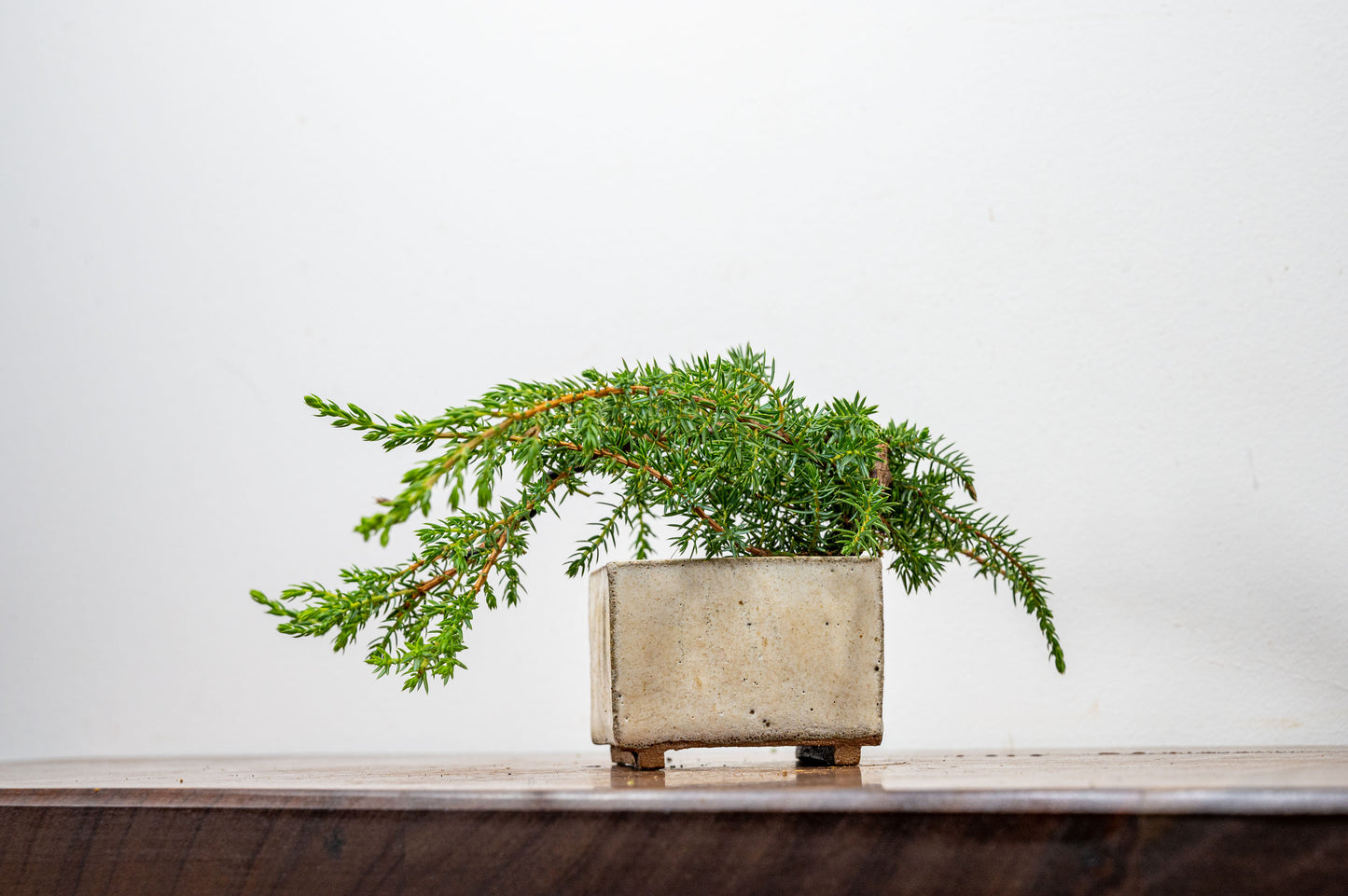 Juniper -Juniperus - Bonsai Starter - Rustic Cube Pot