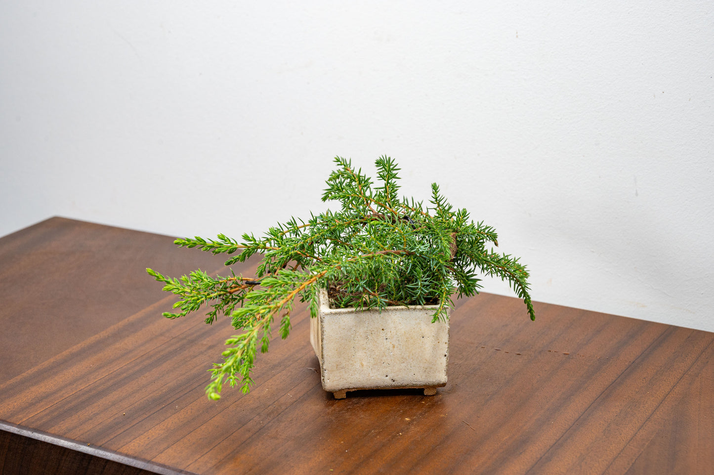 Juniper -Juniperus - Bonsai Starter - Rustic Cube Pot