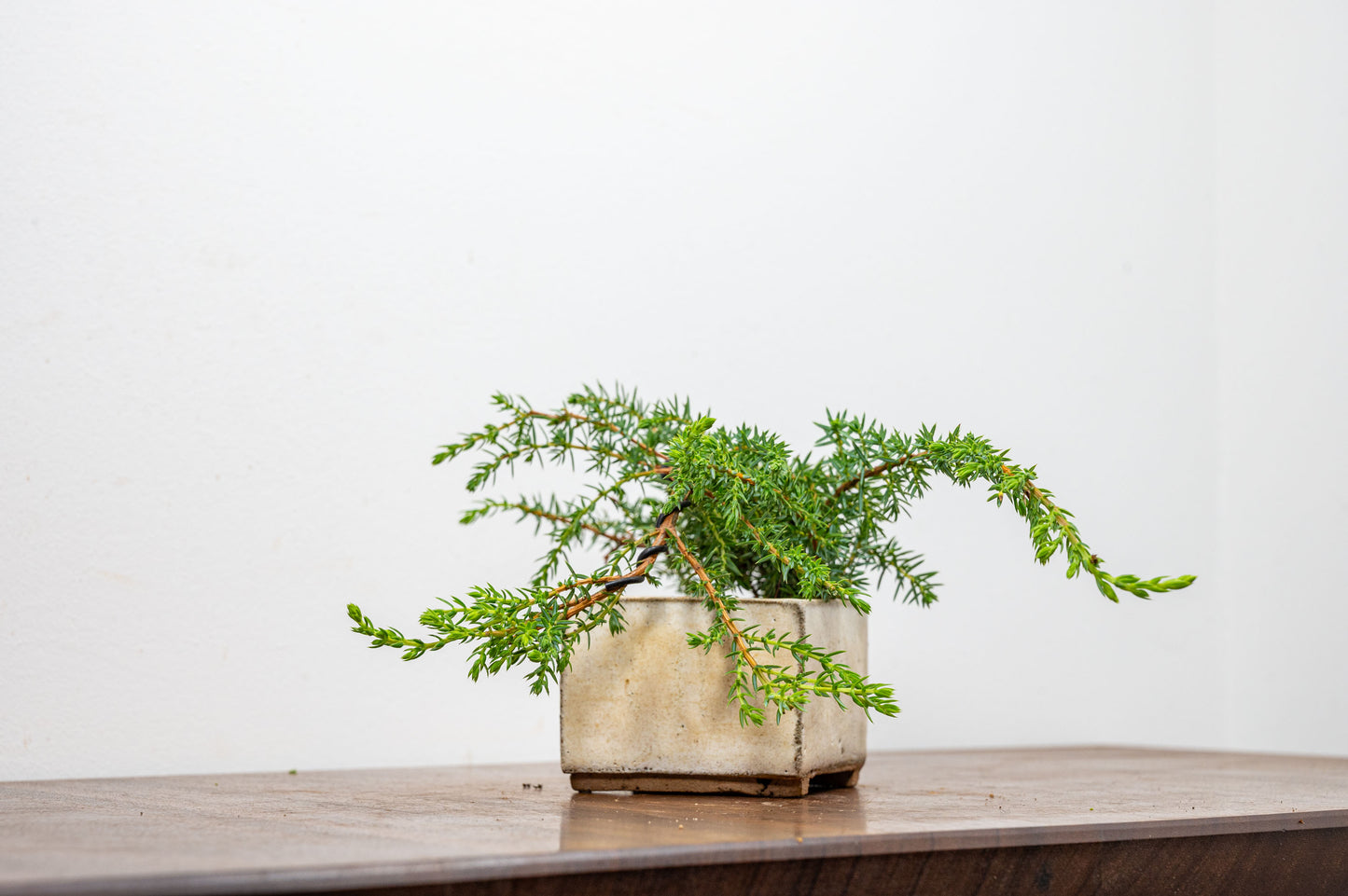 Juniper -Juniperus - Bonsai Starter - Rustic Cube Pot