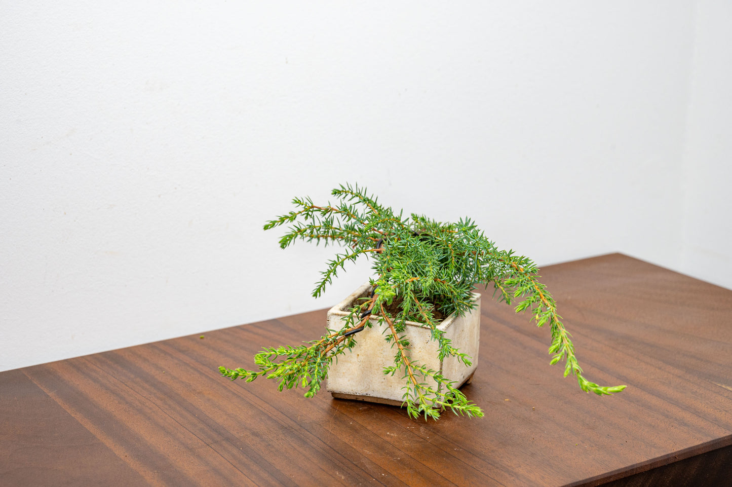 Juniper -Juniperus - Bonsai Starter - Rustic Cube Pot