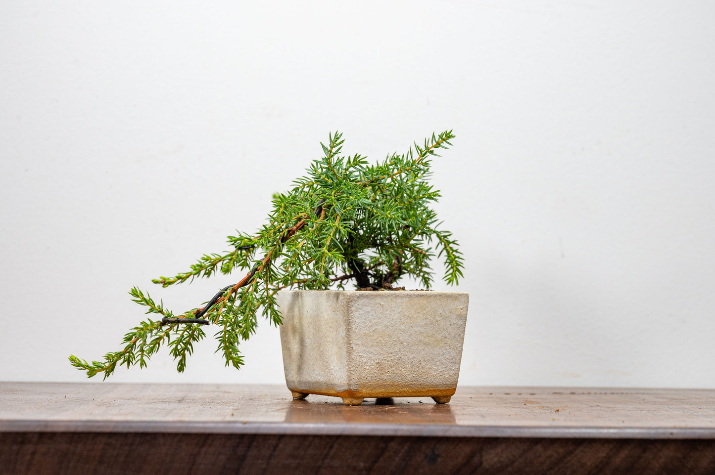 Juniper -Juniperus - Bonsai Starter - Rustic Cube Pot