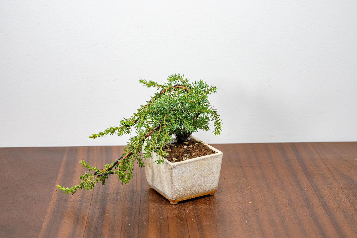 Juniper -Juniperus - Bonsai Starter - Rustic Cube Pot