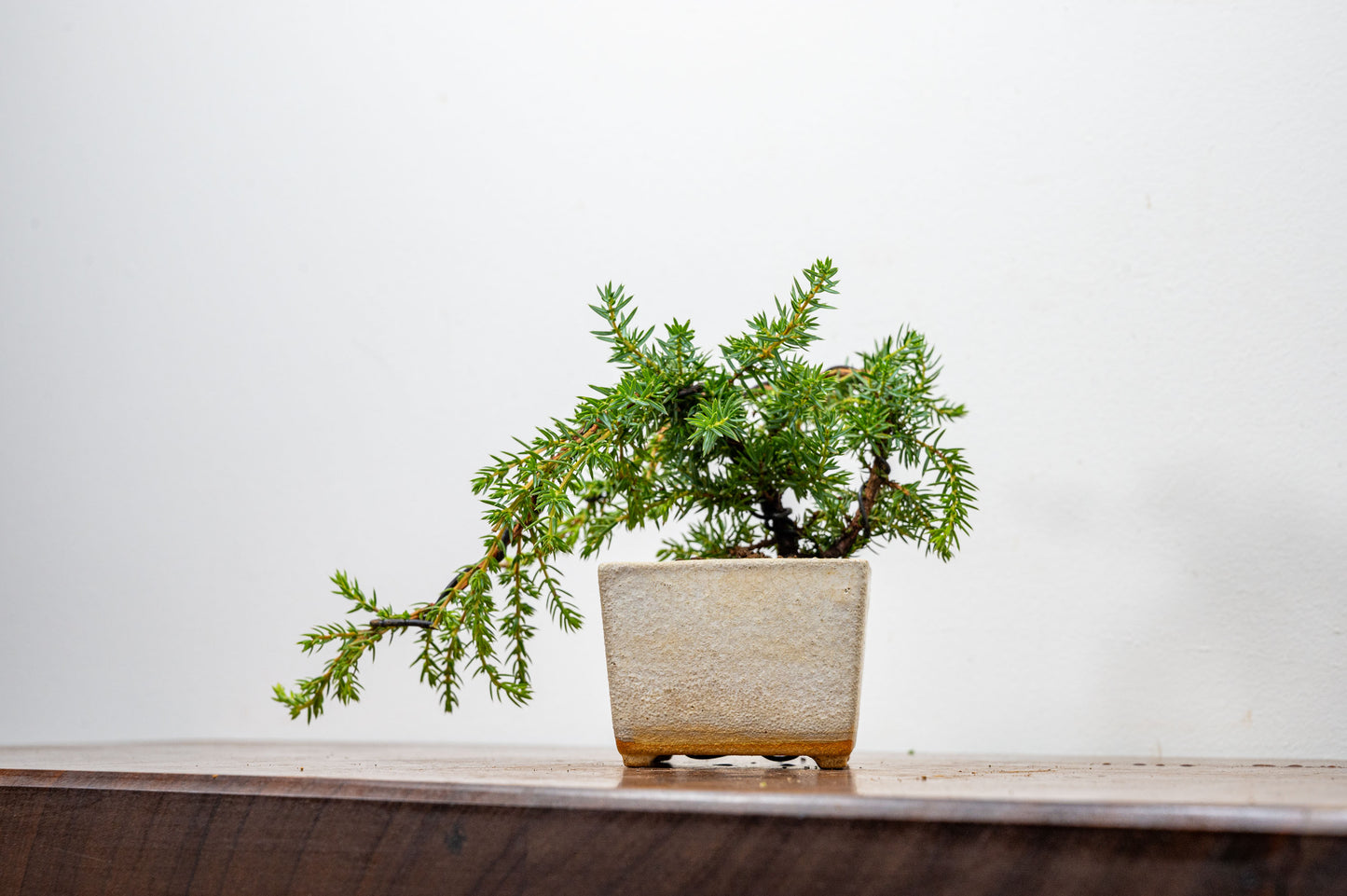 Juniper -Juniperus - Bonsai Starter