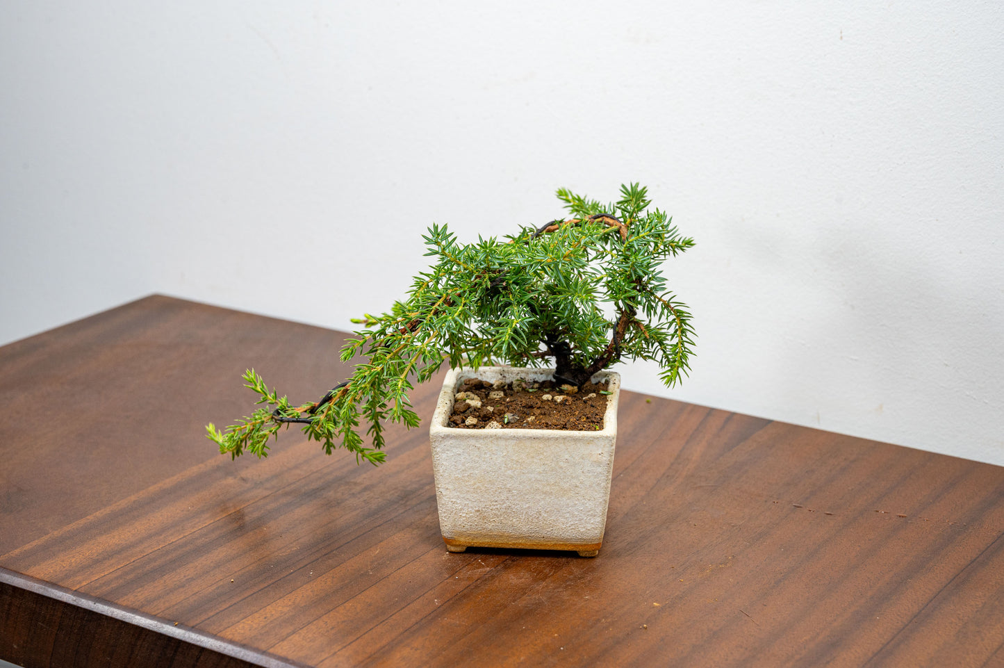 Juniper -Juniperus - Bonsai Starter