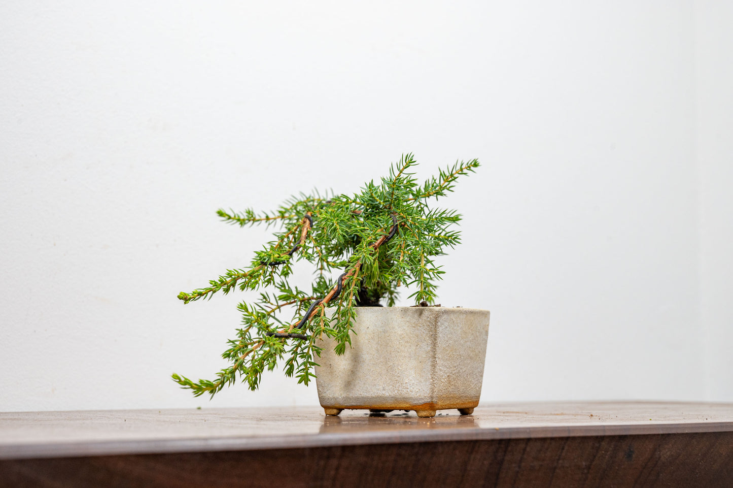 Juniper -Juniperus - Bonsai Starter