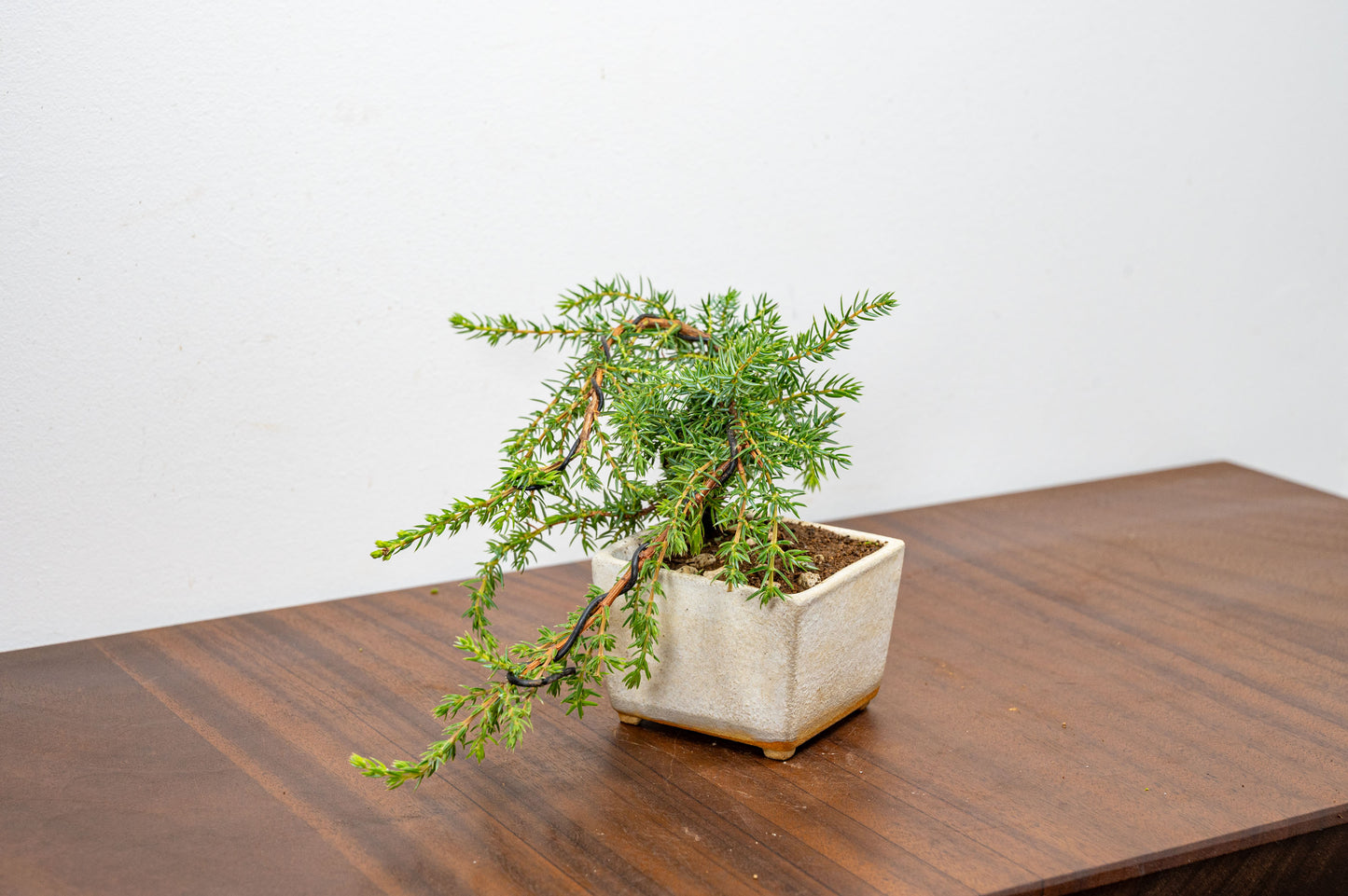 Juniper -Juniperus - Bonsai Starter