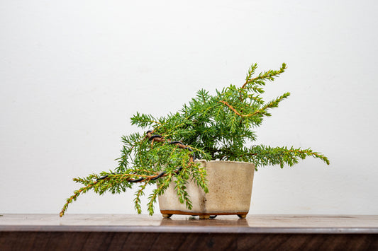 Juniper -Juniperus - Bonsai Starter