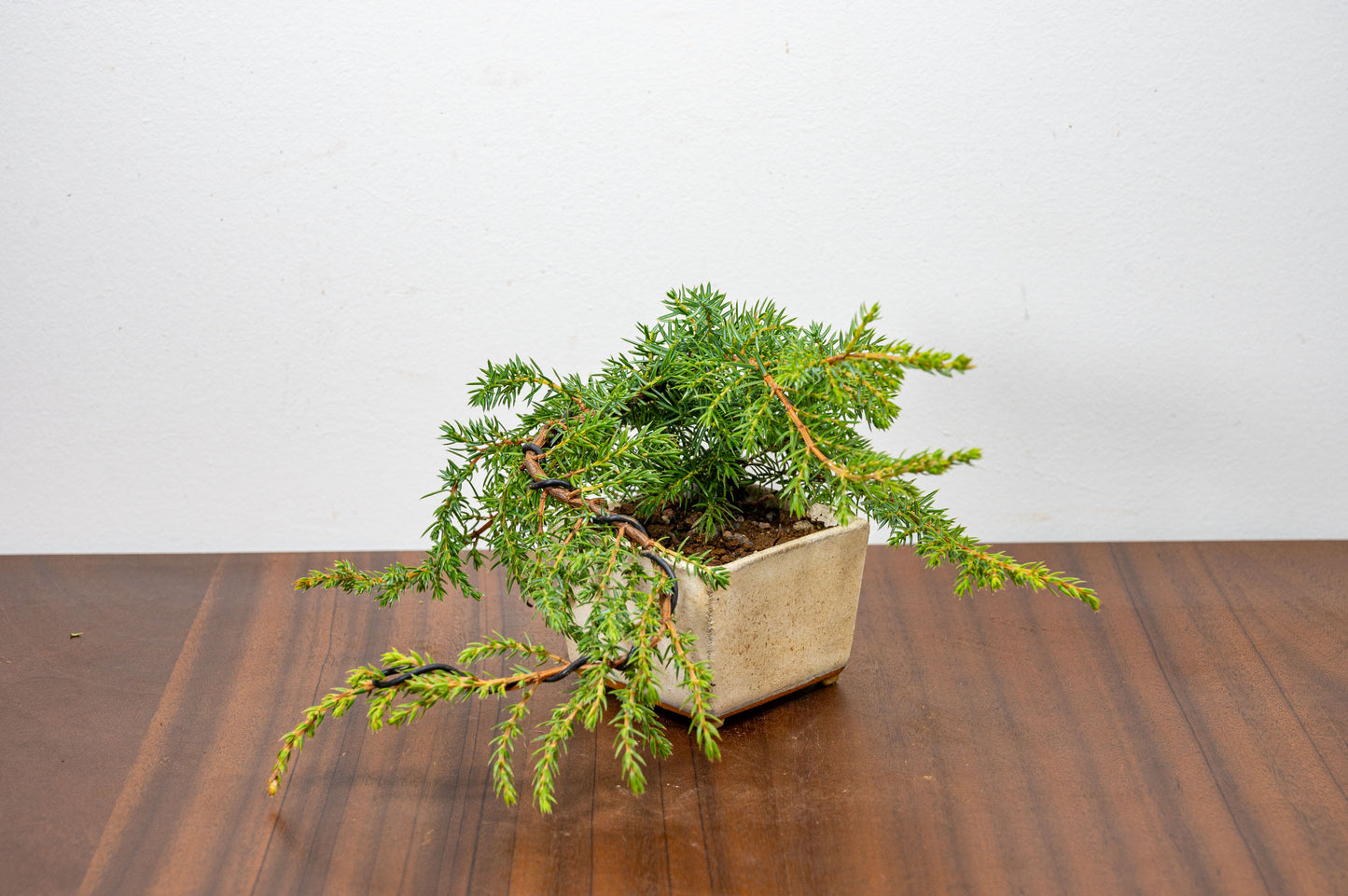 Juniper -Juniperus - Bonsai Starter