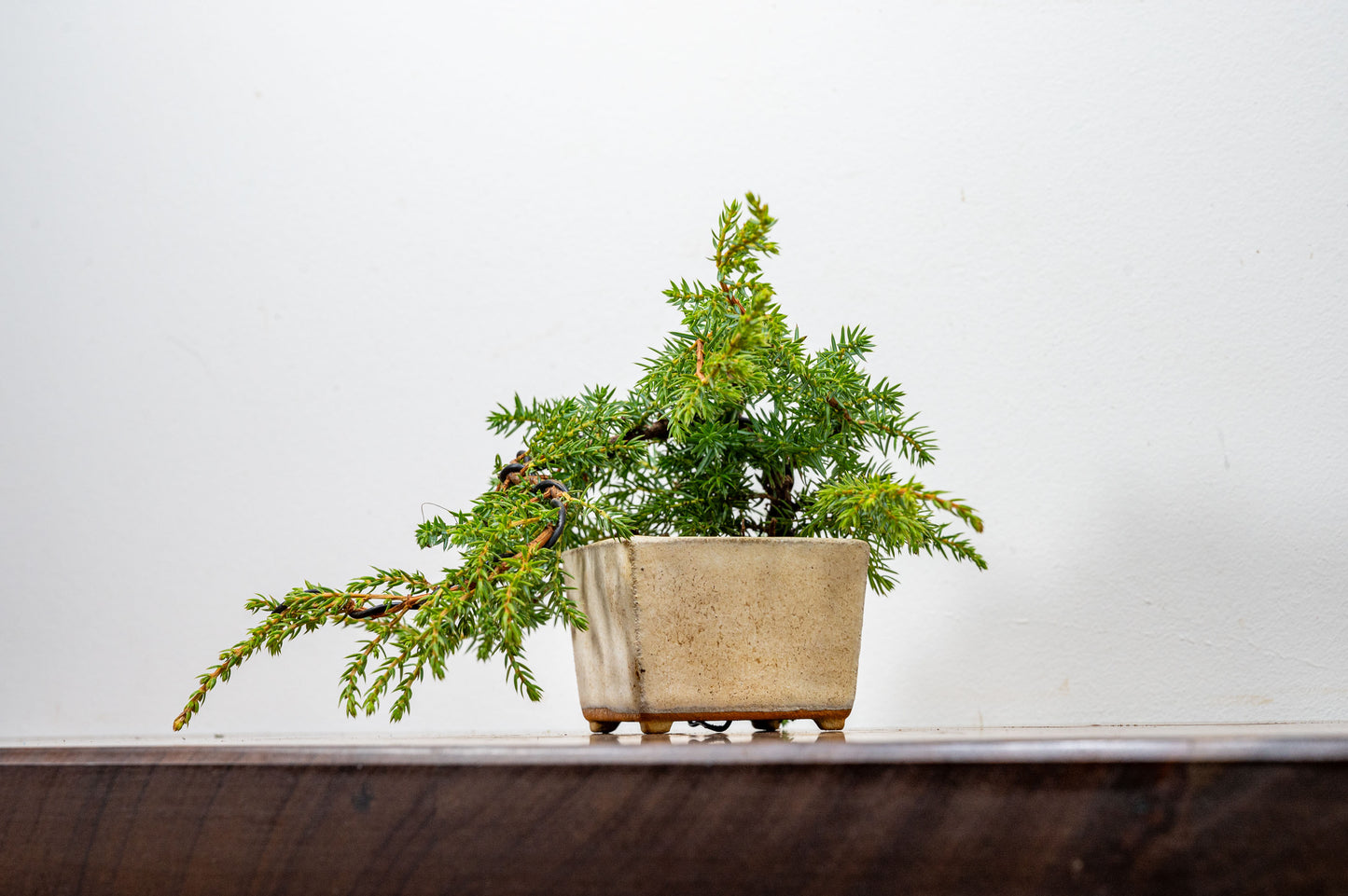 Juniper -Juniperus - Bonsai Starter