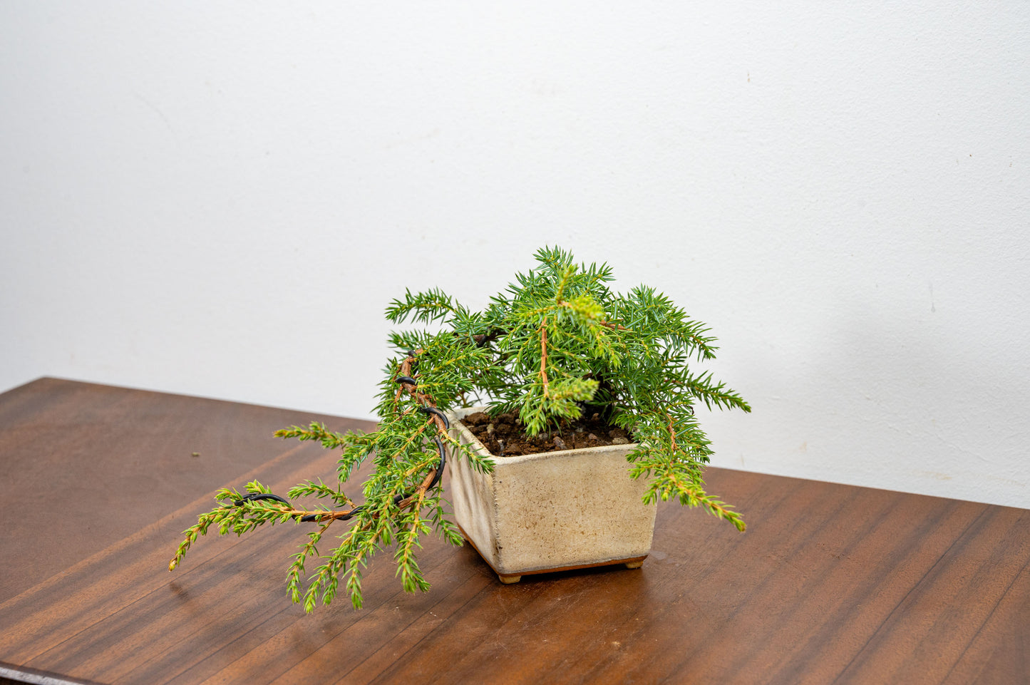 Juniper -Juniperus - Bonsai Starter