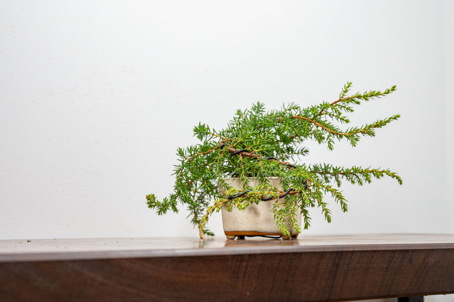 Juniper -Juniperus - Bonsai Starter