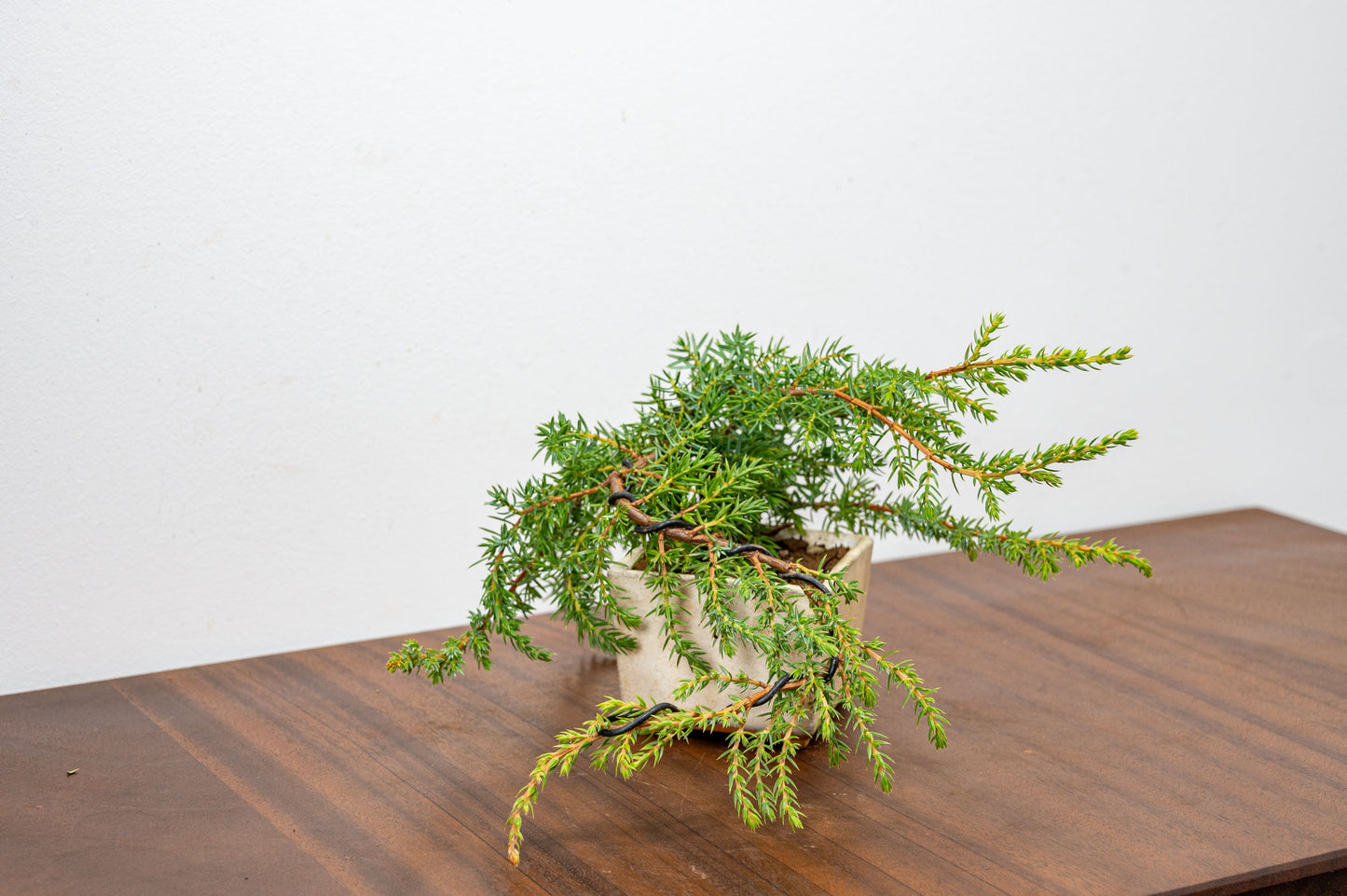 Juniper -Juniperus - Bonsai Starter