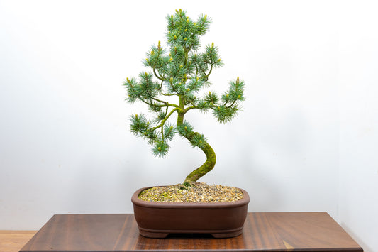 Japanese White Pine Bonsai