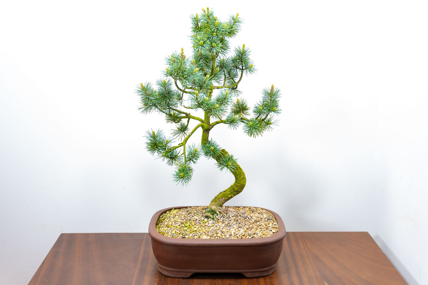 Japanese White Pine Bonsai