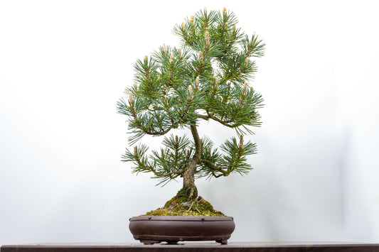 Japanese Black Pine Bonsai