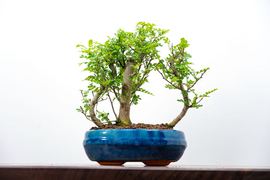 Japanese  Triple Pepper Planting Bonsai - 20cm Blue Ceramic Pot