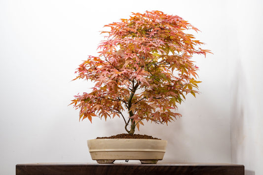 'Deshojo' Japanese Maple Bonsai