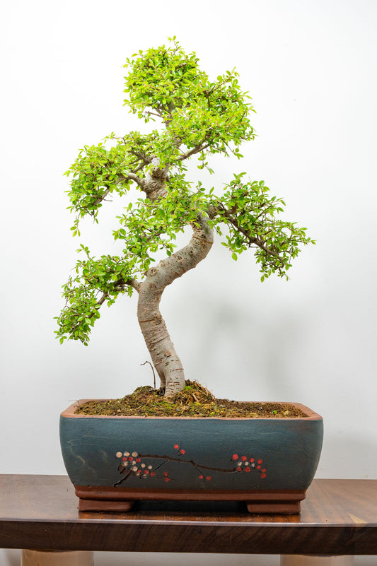 Large Chinese Elm Bonsai in 35cm Chinese Blue Ceramic Pot