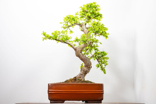 Large Chinese Elm Bonsai in 33cm Chinese Brown Ceramic Pot