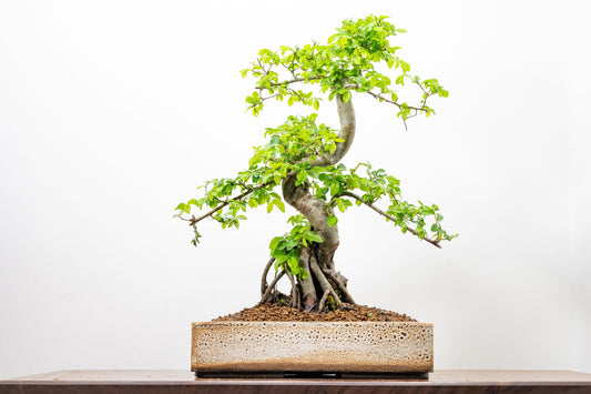 Large Chinese Elm Bonsai in 28cm Textured Cream Ceramic Pot