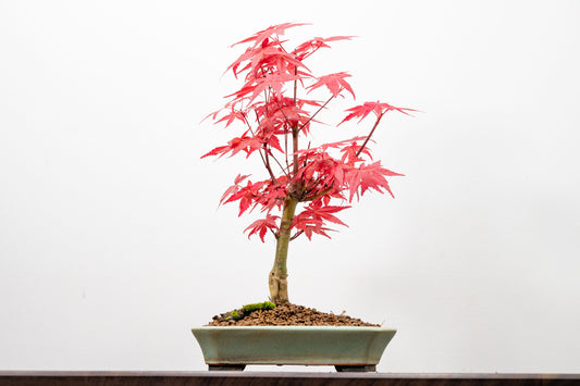 Deshojo Japanese Maple Bonsai