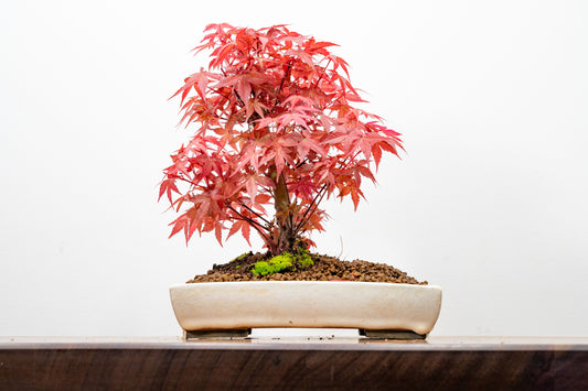Deshojo Japanese Maple Bonsai