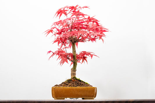Deshojo Japanese Maple Bonsai