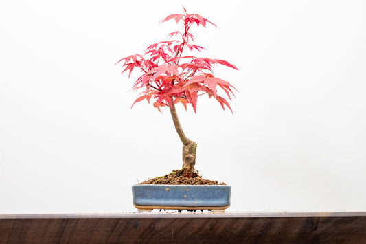 Deshojo Japanese Maple Bonsai