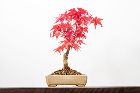 Deshojo Japanese Maple Bonsai