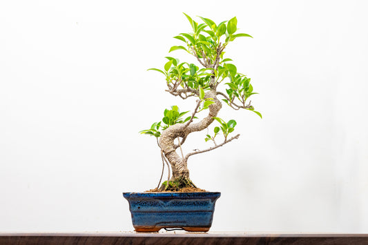 Banyan Fig Bonsai  S Trunk - 15cm Blue Ceramic Pot + Care Kit