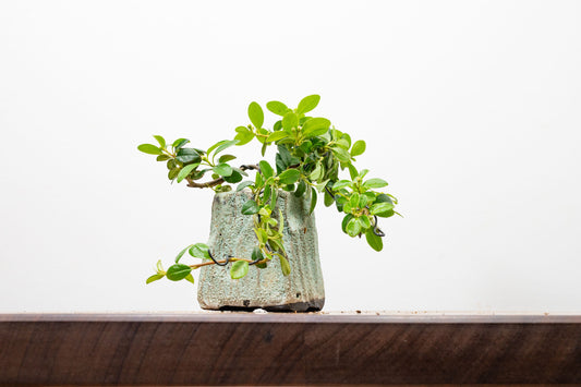 Cotoneaster Bonsai Tree