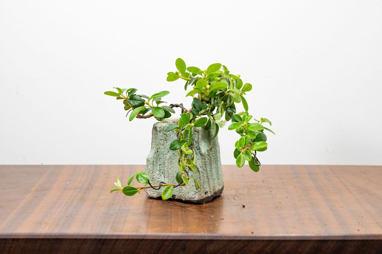 Cotoneaster Bonsai Tree