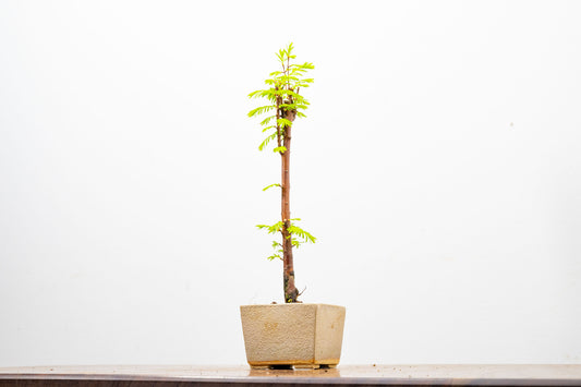 Dawn Redwood Bonsai Starter Tree