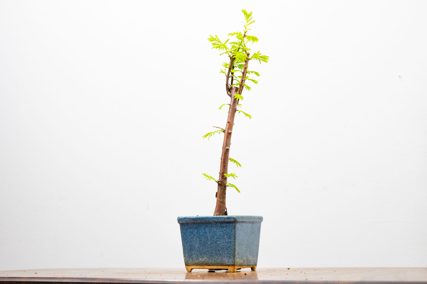 Dawn Redwood Bonsai Starter Tree